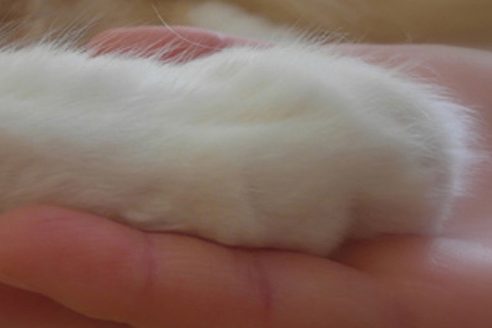 Katzenpfote liegt in einer Hand