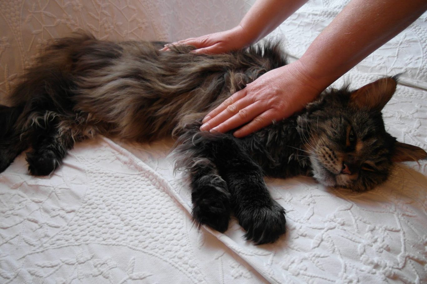 Katze während einer Energieanwendung
